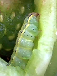 Гусеница огородной совки (lacanobia oleracea) грызет помидор