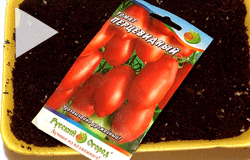 Посев томатов на рассаду