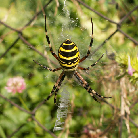 Паук-оса. Аргиопа Брюнниха  (Argiope bruennichi)