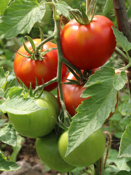 tomat-f1-leopold-24-07.jpg
