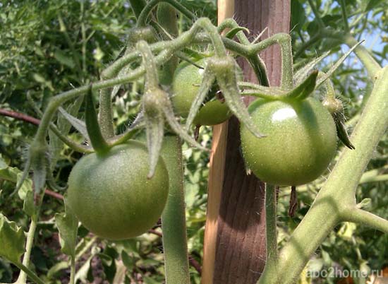 Плодовые завязи  томатов гибрида F1 Самара