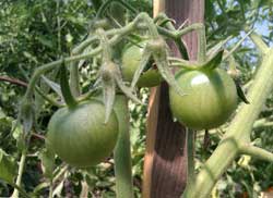 Плодовые завязи  томатов гибрида F1 Самара (s)