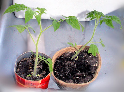 Рассада томатов Божья Коровка, поврежденный котом томат на фото слева