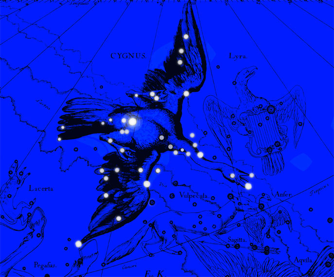 Cygnus Constellation. Collage on the atlas of Jan Hevelius